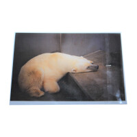 Schutzhülle Fotoformat, 9 x 13 cm, Klappe mit Klebeverschluss, transparent 500 Stück